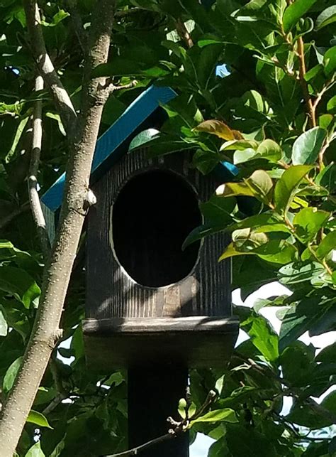 My Robin Box Bird House Outdoor Decor Outdoor