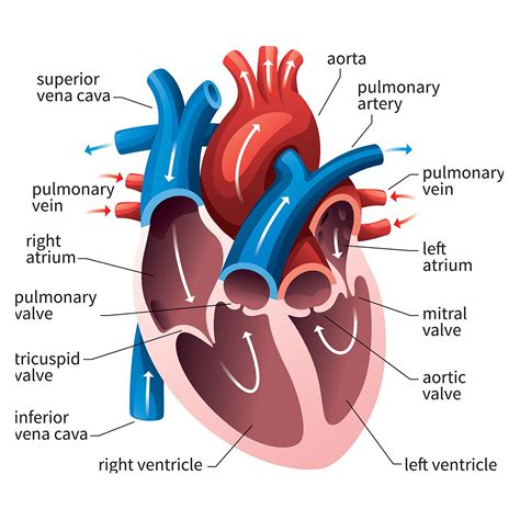 Heart Anatomy General Health Quizizz