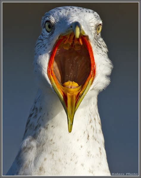 Seagull Scream Gabebalazs Flickr