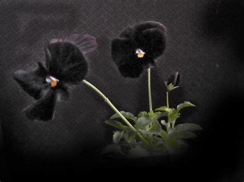 Black Pansy A Photo On Flickriver