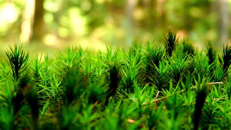 Best 42+ Green Relaxing Backgrounds on HipWallpaper | Relaxing Wallpaper, Warm Relaxing ...