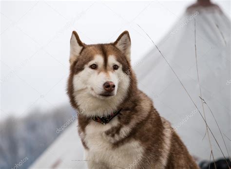 Close Up Young Happy Husky Puppy Eskimo Dog Outdoor In Winter S