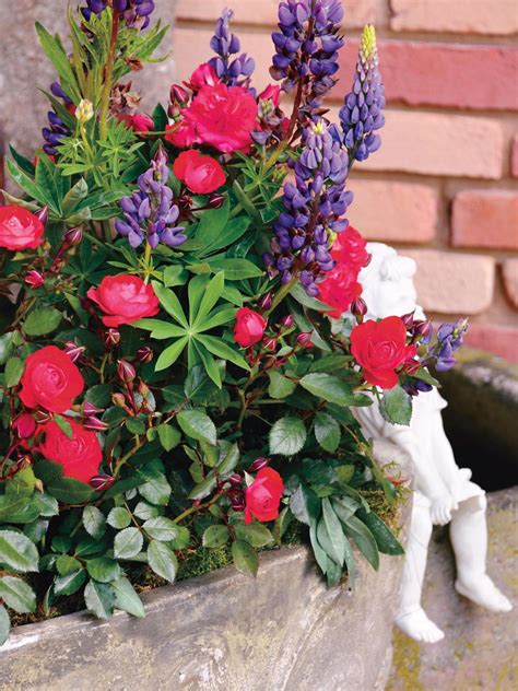 How To Grow Patio Roses In Containers Hgtv