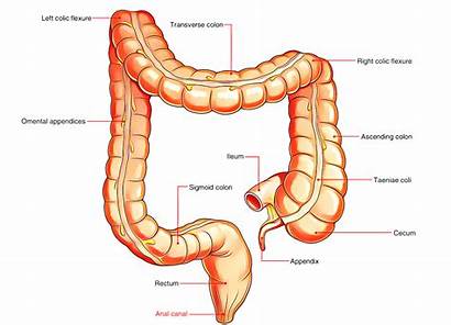 Canal System Digestive Rectum Alimentary Intestine Physiology