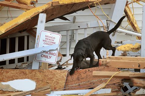 How To Adopt Dogs Displaced By Hurricane Michael