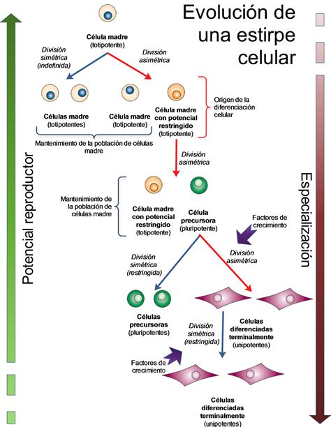 Blogia 20 Más Allá Del Ciclo Celular Vida Y Muerte De La Célula