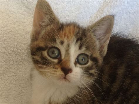 Cute Kittens Calico And Blackwhite St Ives Cambridgeshire Pets4homes