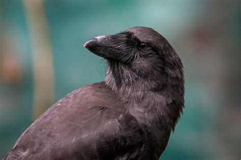 Reintroduced Hawaiian Crows Are Learning How To Live In The Wild Audubon