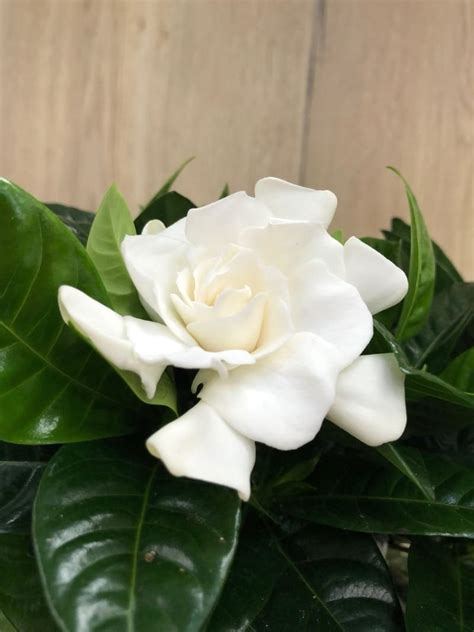 An Ultimate Guide For Gardenia Jasminoides