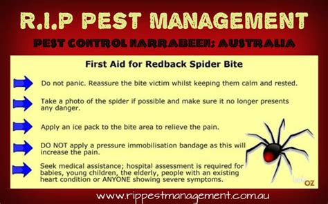 First Aid ‪tips‬ For Redback Spider Bite Rip Pest Management