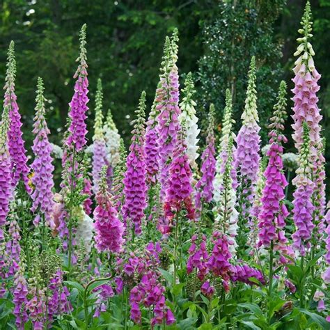 Now here is an old garden gem. Digitale - Digitalis purpurea - Digitalis purpurea ...