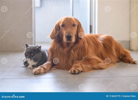 Golden Retriever And British Short Hair Cat Stock Image Image Of