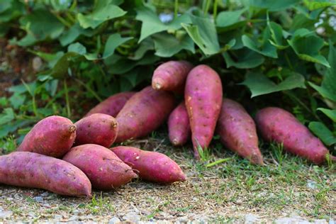 purple potato plant