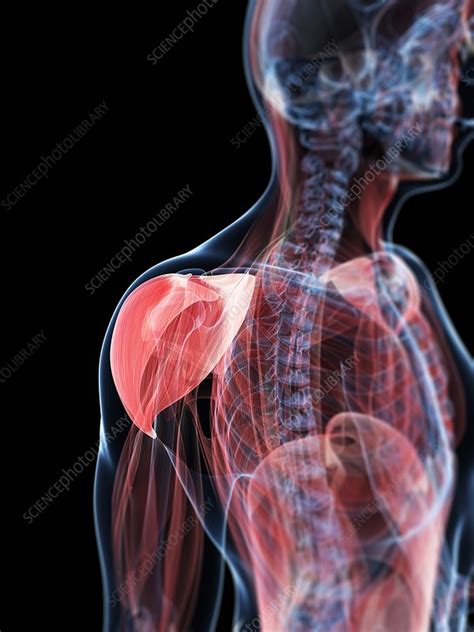 Shoulder Muscle Artwork Stock Image F0055417 Science Photo Library