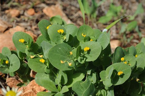 Coronilla Scorpioides L Wdjkoch Plants Of The World Online