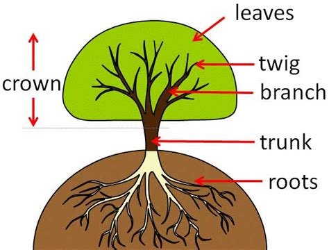 Structure Of Tree Diagram