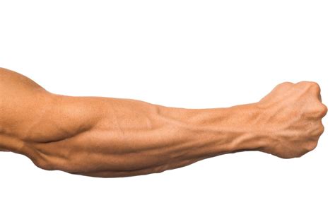 Forearm Series Increases Muscle Size And Strength Infinity Fitness