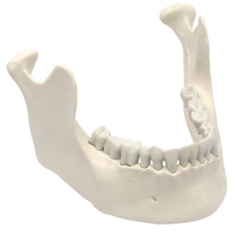 Mandible And Lower Jaw Model With 16 Teeth Anatomically Accurate Human