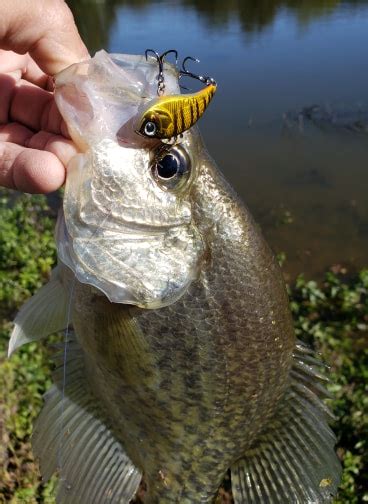 12 Of The Top Crappie Fishing Lures For 2020 Premier Angler
