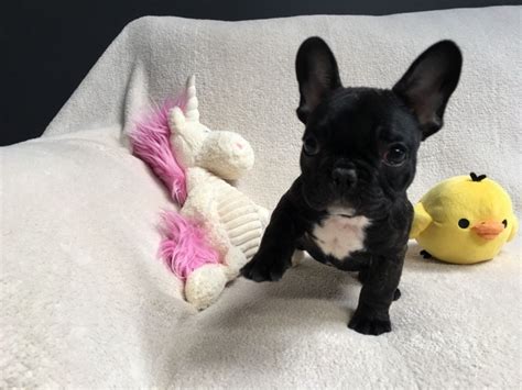 Puppyspot.com has been visited by 100k+ users in the past month French Bulldog Puppies For Sale | North Carolina 54, NC #290806