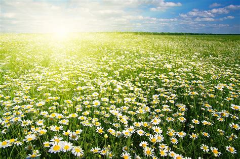 Sunny Camomile Flower Field Camomile Fields Flowers Sunshine