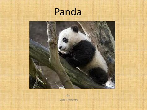 Ppt Panda Powerpoint Presentation Free Download Id2437032