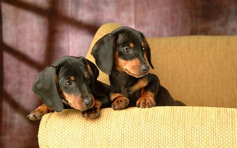 Download and use 50,000+ mobile wallpaper stock photos for free. Dachshund HD Wallpaper | Background Image | 1920x1200 | ID ...