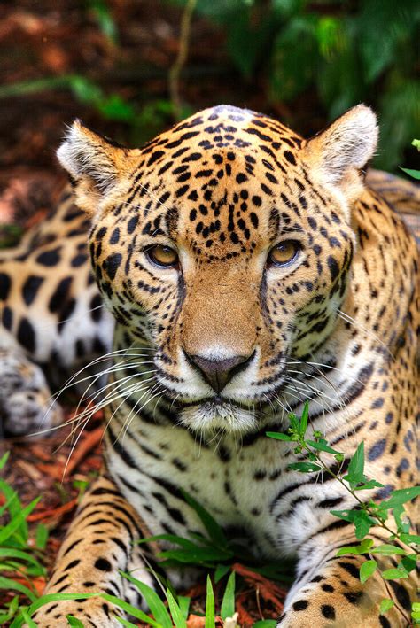 Jaguar Panthera Onca Belize Zoo Near License Image 71126228