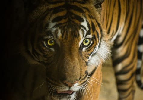 Eyes Of The Tiger Another From The Birmingham Zoo Longleaf