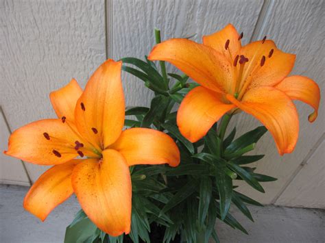 Indeed, compared with many other blossoms, tiger lily can once the petals split open, it looks like an orange star from the front.when in full bloom, the petals have a way of curling back to its base that makes it look like a turkish hat. Flowers Orange Lilies