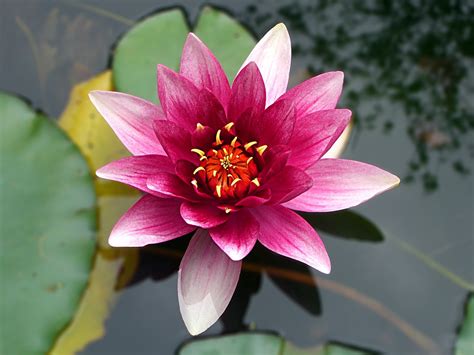 Mengenal Bunga Seroja Atau Lotus Si Bunga Sempurna Yang Mekar Di Musim