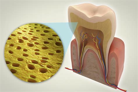 Dentin And The Layers Of Your Teeth