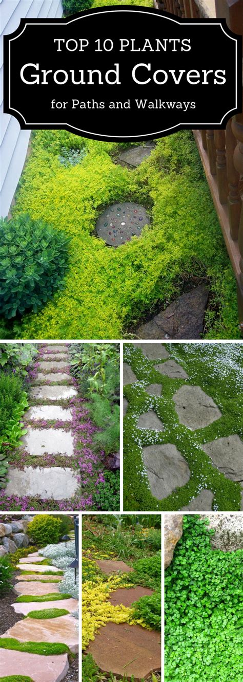 Top 10 Plants And Ground Cover For Your Paths And Walkways
