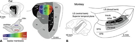 1 Organization Of Auditory Cortical Areas In Cat And Rhesus Monkey