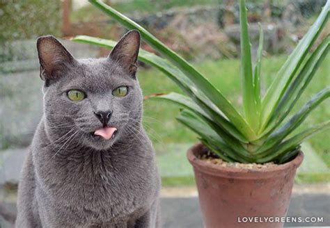 These plants are toxic to cats. 5 Trendy Houseplants that are Toxic to Cats | Cat safe ...