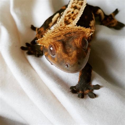 My Beautiful Little Crested Gecko Babu X Post From Rreptiles Aww
