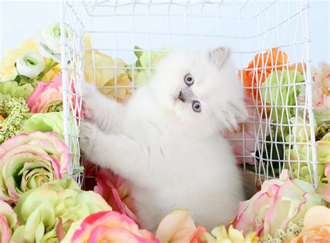 Himalayan Kittenssuperior Quality Persian And Himalayan Kittens For Sale