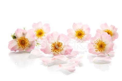 Bouquet Of Wild Roses Stock Photo Royalty Free Freeimages