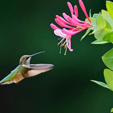 Top 10 Colorful Flowers Hummingbirds Love I Taste Of Home