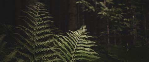 Download Wallpaper 2560x1080 Fern Branches Trees Forest Dual Wide