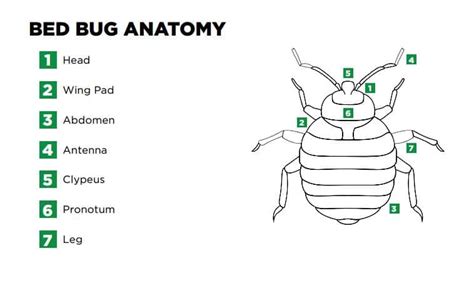 Bed Bug Identification Body Parts And Actual Size Terminix