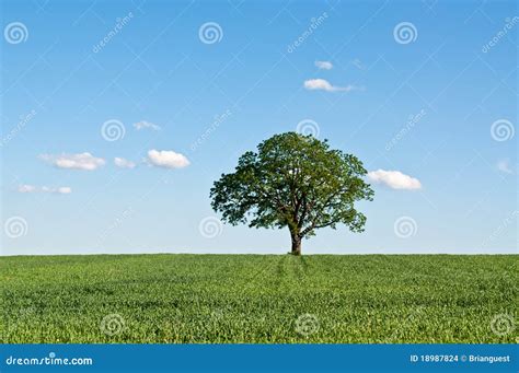 Lone Tree In A Green Field Stock Images Image 18987824