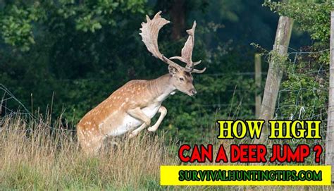 See video and pics of it here (warning: How High Can A Deer Jump? - Survival Hunting Tips