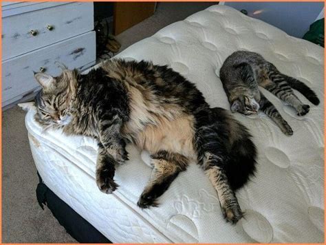 27 Maine Coon Size Comparison To Normal Cat Furry Kittens