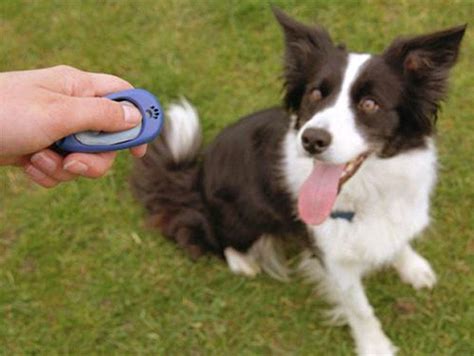 Clix Multi Clicker For Dog Training