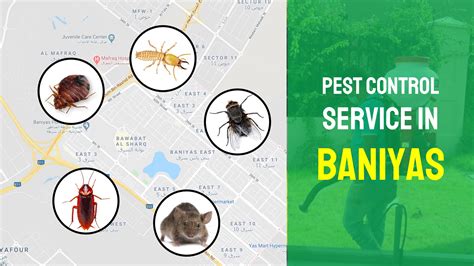 Best pest control service in mumbai. Baniyas Pest Control Service (2020)