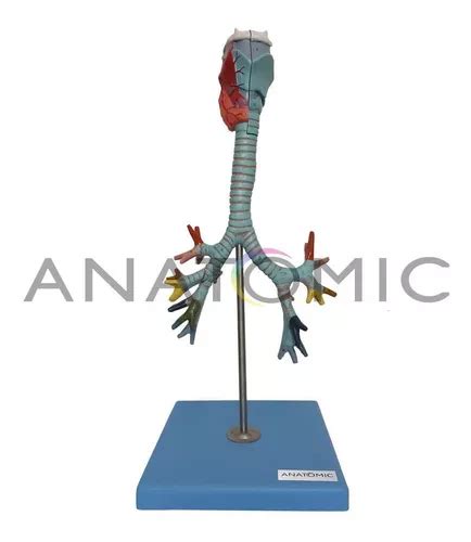 Modelo De Laringe E Traqueia Tzj 0319 B Anatomic Parcelamento Sem Juros