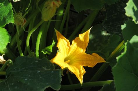 We did not find results for: Desert Organic Farming: First (mini) Garden Update!