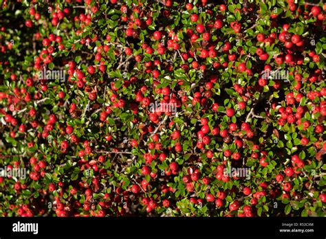 Cotoneaster In Late Autumn Red Berries With Green Leaves A Popular