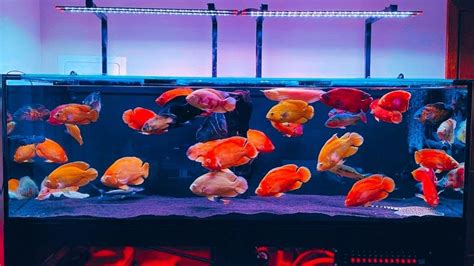 The Ultimate Oscar Fish Tank Setup Beautiful Oscar Cichlid Varieties